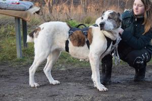 Nancy, großherzige Hundedame, ca. 10 Jahre, ca. 64 cm, 36 kg