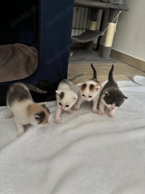 katzenbabys Kitten Mischlinge 