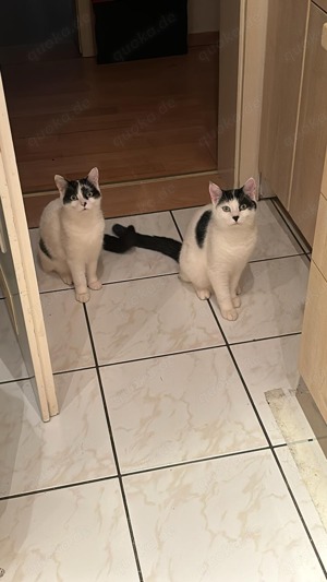 Kater+Katze suchen neues Zuhause 