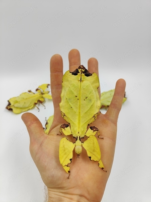 Großes gelbes Wandelndes Blatt) Pulchriphyllium Giganteum Phasmiden 