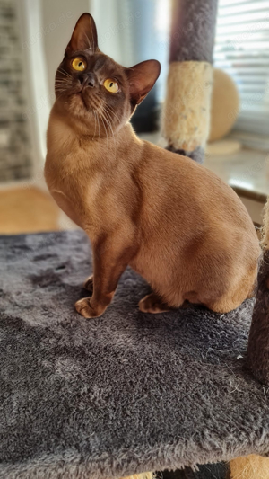 Katzen Burma Kitten  Bild 5