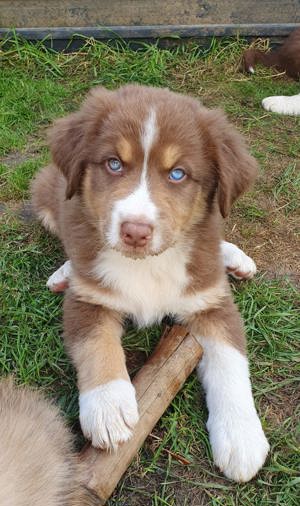 Welpen  Goldi - Collie - Aussie   Rüde  Hündin