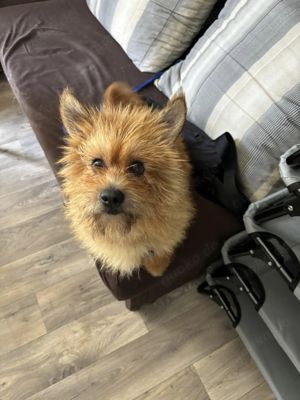 Pici 4-jährige Norwich Terrier Mix sucht liebe Familie