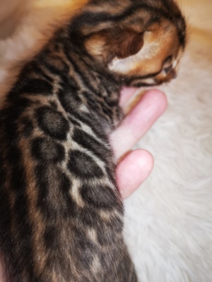 Bengal Kitten mit Stammbaum M  W Eltern 10 Tests snow Katze Kater Katzenbaby 