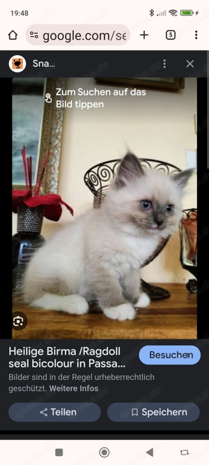 Suche hl Birma Ragdoll katzenbaby