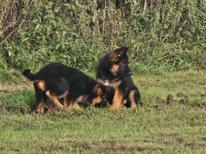 Putzige Schäferhund Welpen mit Papieren