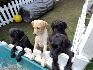 Labradoodlewelpen suchen ein neues Zuhause