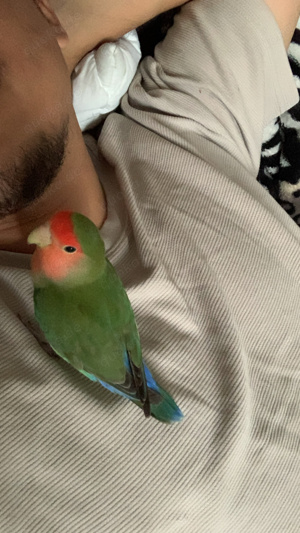 Agaporni Papagai Rosenköpfchen Lovebird 