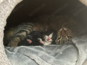 Baby Katzen Kitten in gute Hände abzugeben