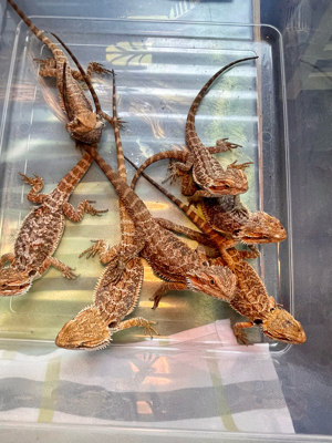 Bartagamen (pogona vitticeps) half orange Monster red NZ 5 2024