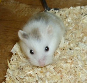 Suche Roborowski Zwerghamster, Hamster