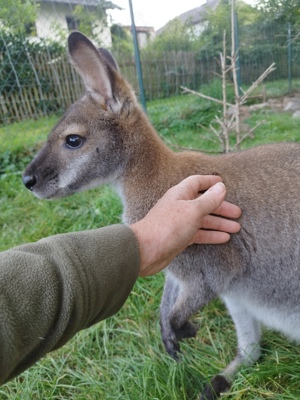 zwergkänguru bennett wallaby