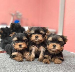 Yorkshire terrier mini welpen