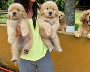 Golden retriever welpen 