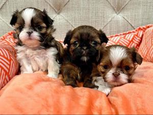 Shih tzu mini welpen 