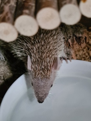 Tanrek Igel Mädchen