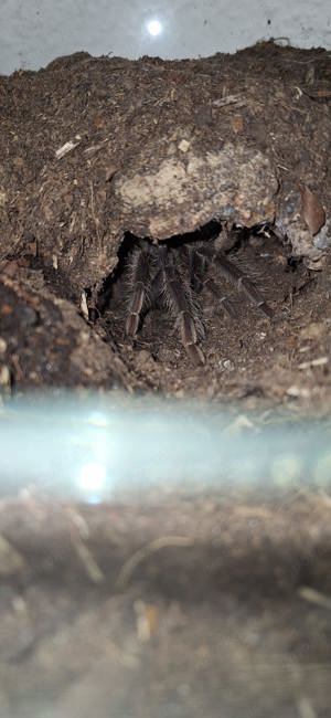 Lasiodora Parahybana  1.0