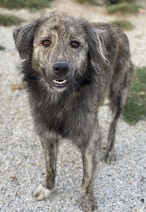 Pesto, geb. ca. 12. 2021, lebt in GRIECHENLAND, im städt. Tierheim Serres Bild 2