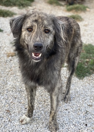 Pesto, geb. ca. 12. 2021, lebt in GRIECHENLAND, im städt. Tierheim Serres Bild 8