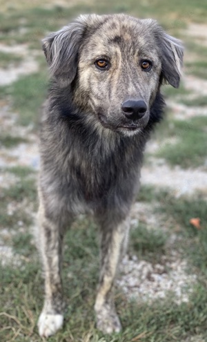 Pesto, geb. ca. 12. 2021, lebt in GRIECHENLAND, im städt. Tierheim Serres Bild 4