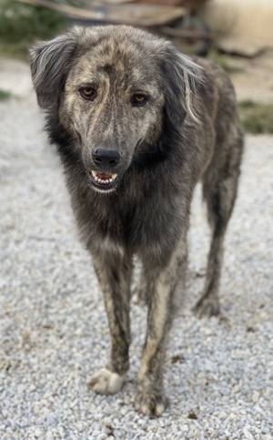 Pesto, geb. ca. 12. 2021, lebt in GRIECHENLAND, im städt. Tierheim Serres Bild 7
