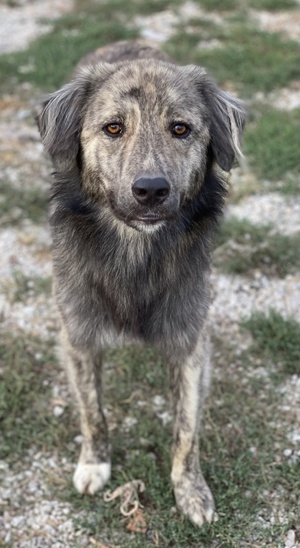 Pesto, geb. ca. 12. 2021, lebt in GRIECHENLAND, im städt. Tierheim Serres Bild 3