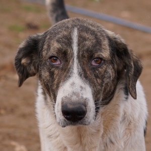 Vondo, geb. ca.06 2021, in GRIECHENLAND, auf Gelände, auf dem die Hunde notdürftig versorgt werden