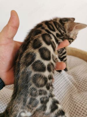 Bengal kitten mit top Rosetten!