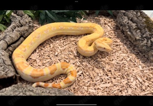 0,1 Albino Het Blood Boa constrictor 