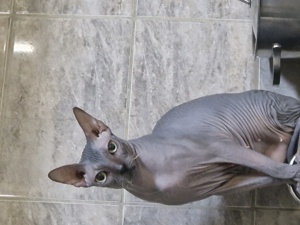 Suche Cornish Rex kitten