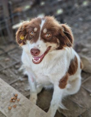 Indra, 2,5 Jahre, hübsch und freundlich