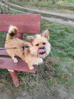 Tappancs 5-jähriger Norwich Terrier Mix sucht Kuschelsofa