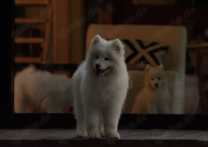 Samoyed Female, 4 months old