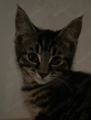 Maine Coon Mix Kitten - Kater wildfarben