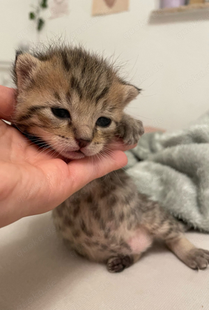 BkH mix Chinchilla Kitten