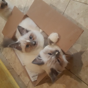 Ragdoll kitten abzugeben 