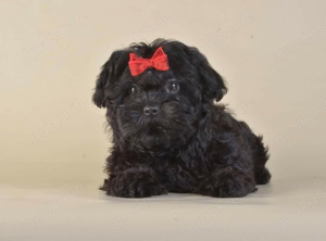 Kleine Maltipoo Welpen Mini mini abzugeben 