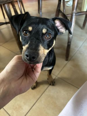 Janka 1-jährige Pinscher-Dackel Mix Hündin sucht liebe Familie