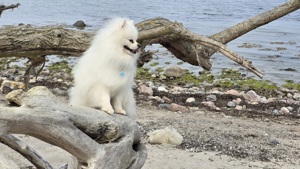 Deckrüde Pomeranian Zwergspitz mit FCI Stammbaum.