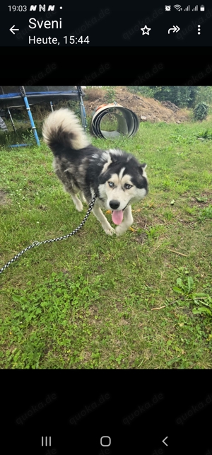 Siberian Husky 