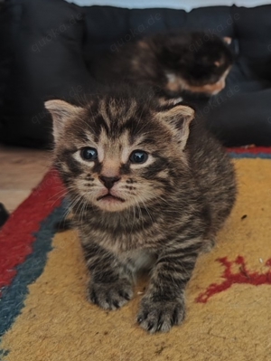 Katzenbabys suchen liebevolles Zuhause 