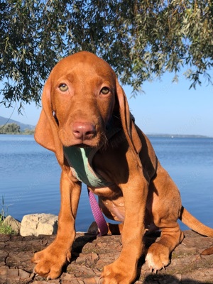 Reinrassige Magyar Vizsla Hündin 12 Wochen