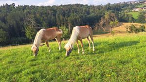 Zwei hübsche Haflinger 