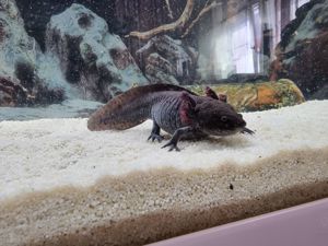 Axolotl Paar