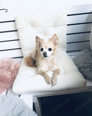 Reinrassige Chihuahua Hündin sucht neues zu Hause 