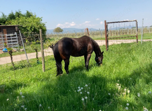 Offenstall für Shetty Pony Kleinpferd