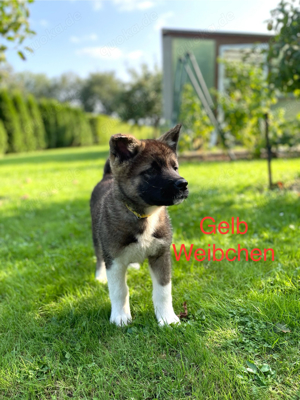 American Akita Welpen abgabebereit