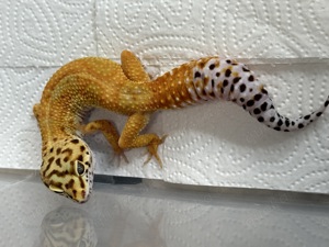 Eublepharis macularius - Leopardgecko 0.1 