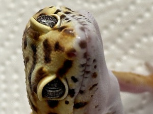 Eublepharis macularius - Leopardgecko 0.1 