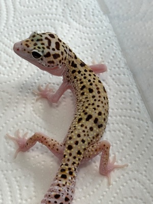 Leopardgecko 0.1 W&Y Mack Snow Eclipse ( pet Only)